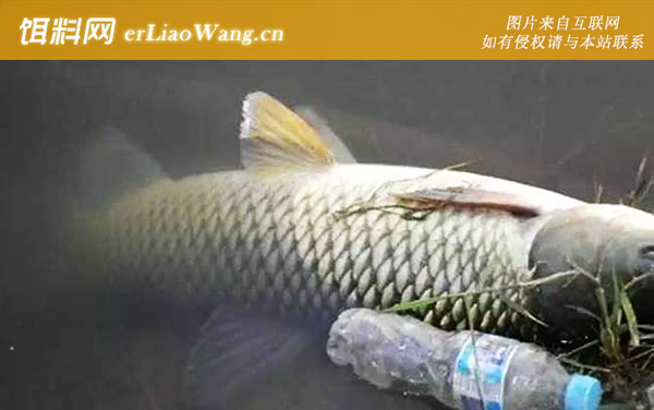 钓草鱼:调漂方法