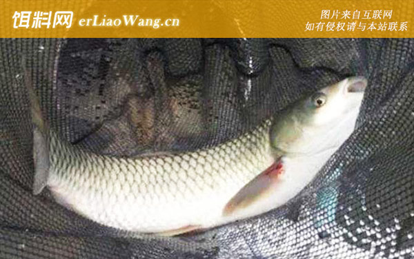 一天当中钓草鱼最佳时间-秋季