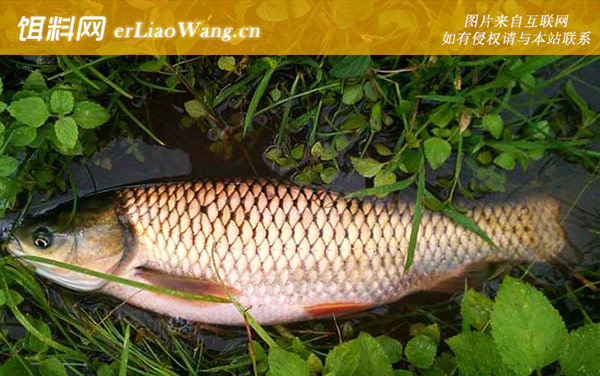 一天当中钓草鱼最佳时间-冬季