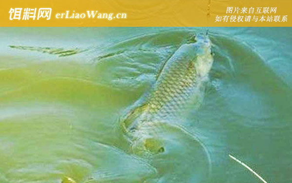 浮钓草鱼:调漂方法