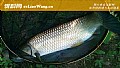 野钓草鱼用什么鱼饵最好?