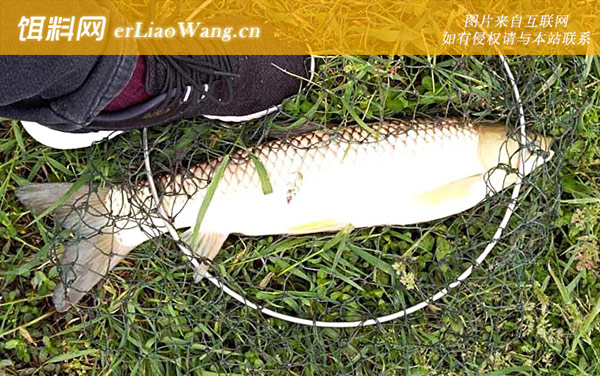 野钓草鱼:经典配方