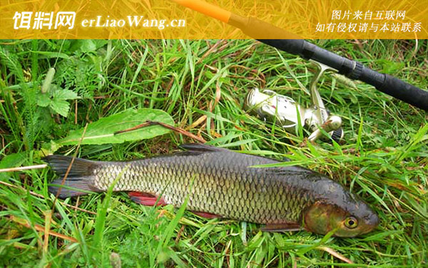 钓草鱼:选用技巧