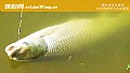 玉米钓草鱼可以吗?