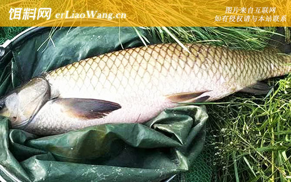 草鱼:作钓技巧