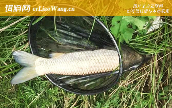 钓草鱼:调漂方法