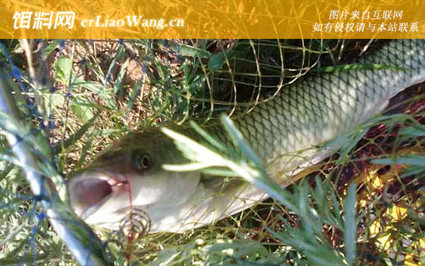 钓草鱼:作钓技巧