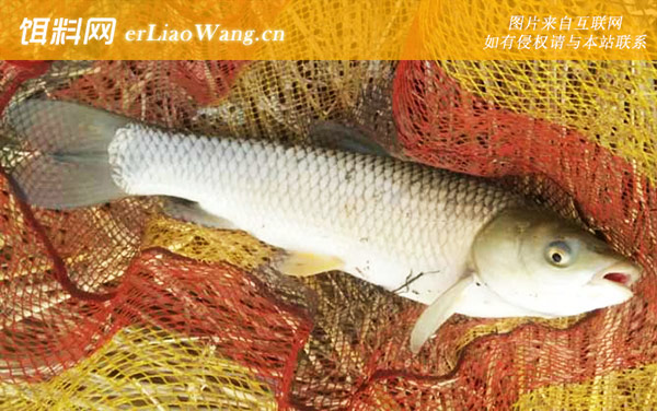 钓草鱼:挂钩方法