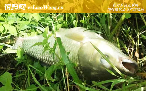 钓草鱼:打窝时间