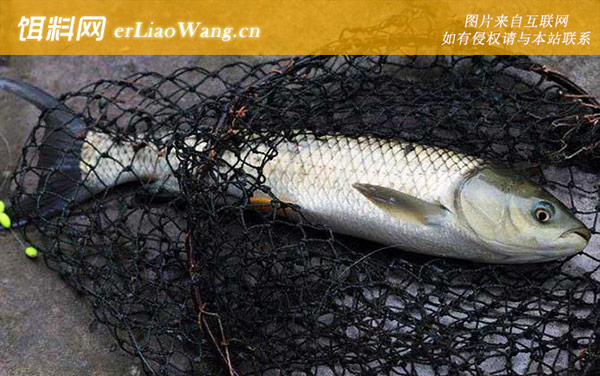 钓草鱼:打窝方法