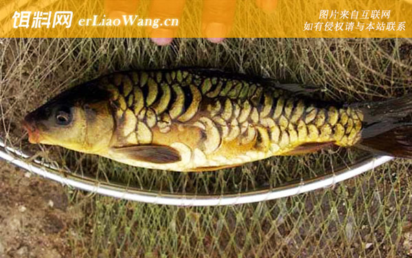 裸斑鱼:分布范围