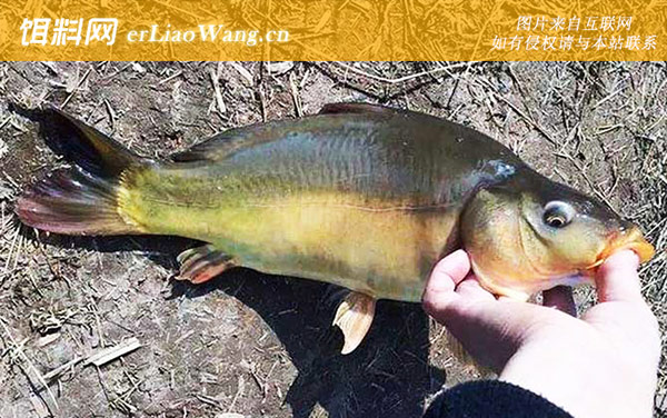 裸斑鱼:生活习性