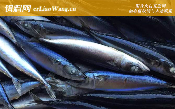 太平洋鲱:产地分布