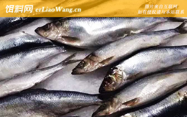 太平洋鲱:生活习性