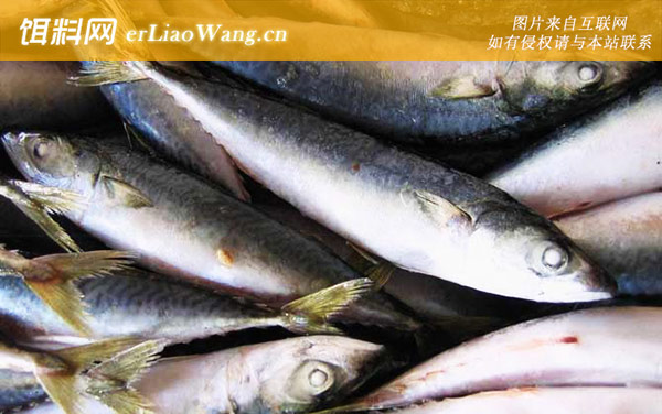 海水青鱼:生活习性