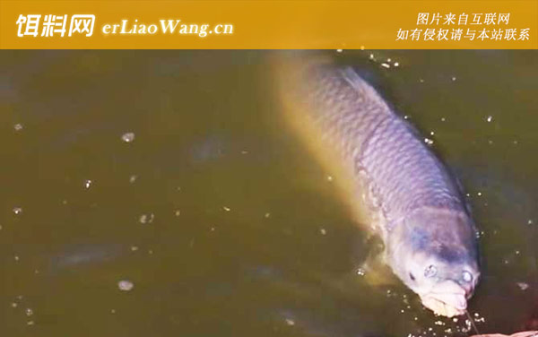 钓青鱼:调漂方法