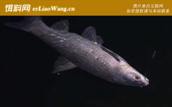 钓青鱼:调漂方法