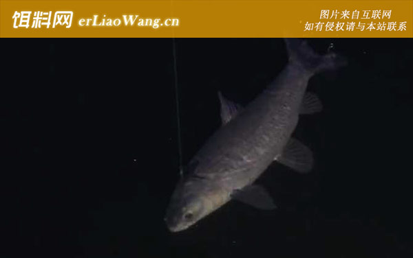 钓青鱼技巧全攻略-调漂