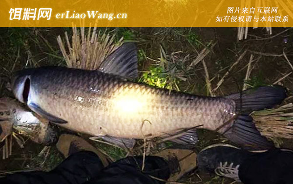 钓青鱼:打窝技巧