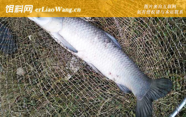 钓青鱼:风力风向