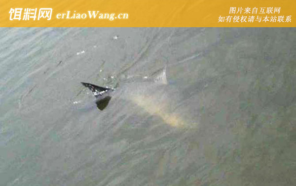 钓青鱼:天气情况