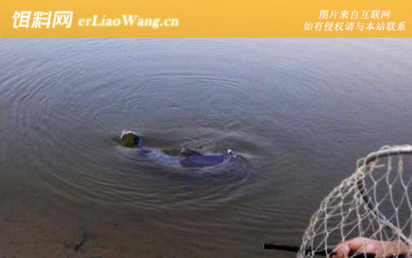 青鱼用什么钓最好-鱼竿