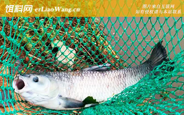 钓青鱼:打窝时间