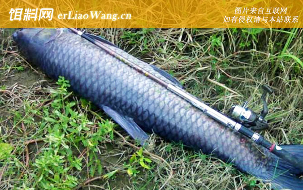 钓青鱼:最佳气压