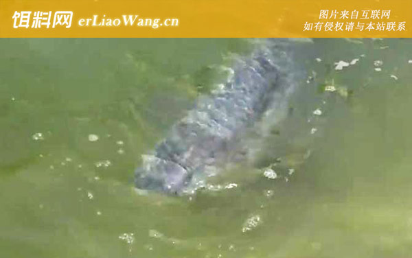 钓青鱼:天气情况