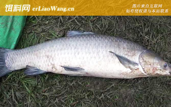 钓青鱼:钓点选择