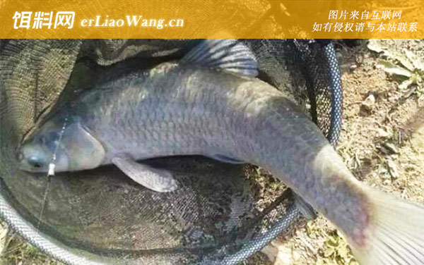 钓青鱼:窝料选用