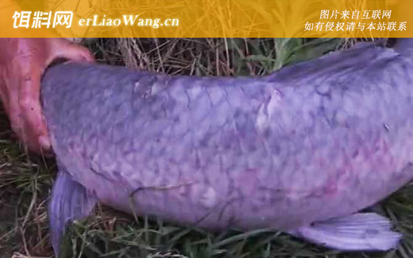 钓青鱼:作钓效果