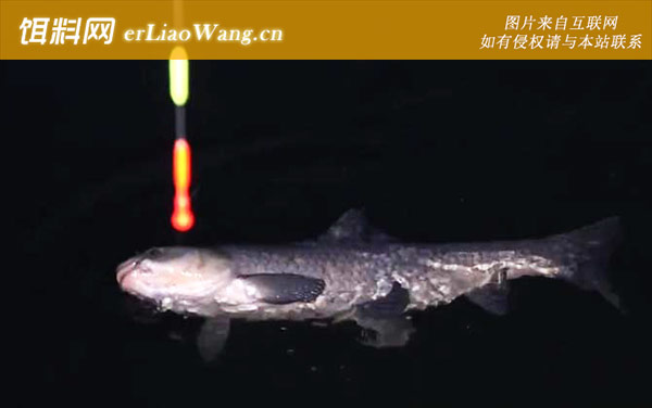 花生可不可以钓青鱼-常用饵料