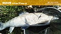 《青鱼水深好钓还是水浅好钓?》封面图