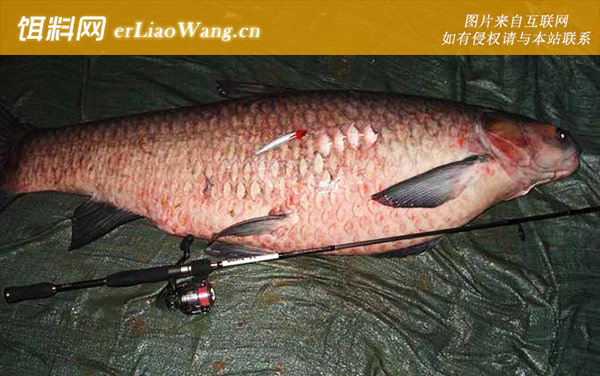 钓青鱼:饵料选用