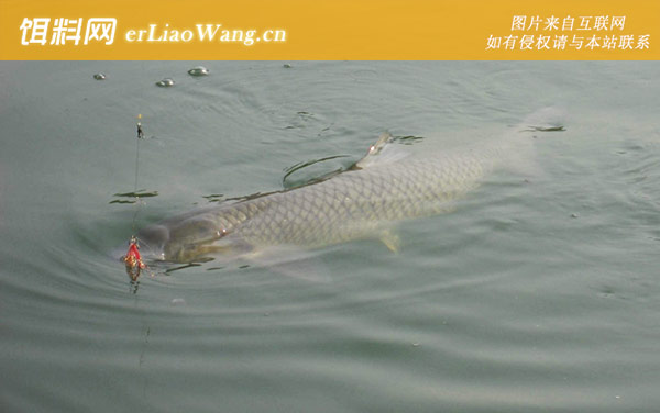 钓青鱼:钓具搭配