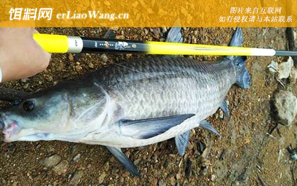 钓青鱼:钓点选择