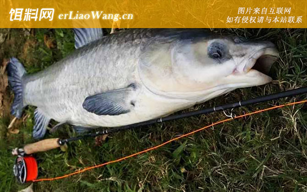 野钓青鱼:钓具搭配