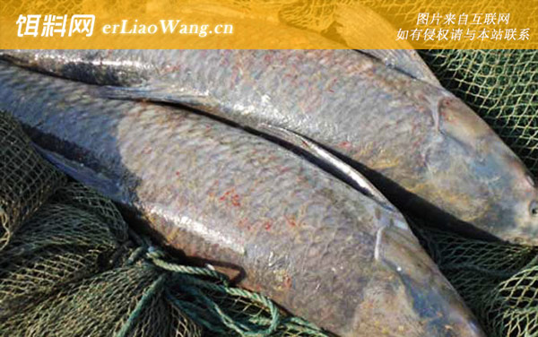 野钓青鱼:作钓技巧