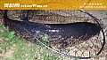 《野钓青鱼打窝多久能钓?》封面图