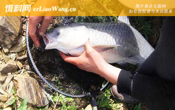 野钓青鱼:窝料选用