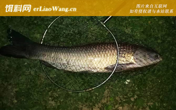 钓青鱼螺蛳打窝要砸碎吗-钓点选择