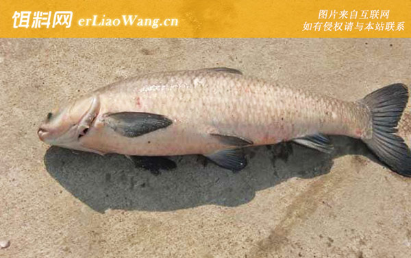 钓青鱼:底浮论述