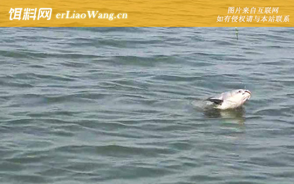 钓青鱼:钓点选择