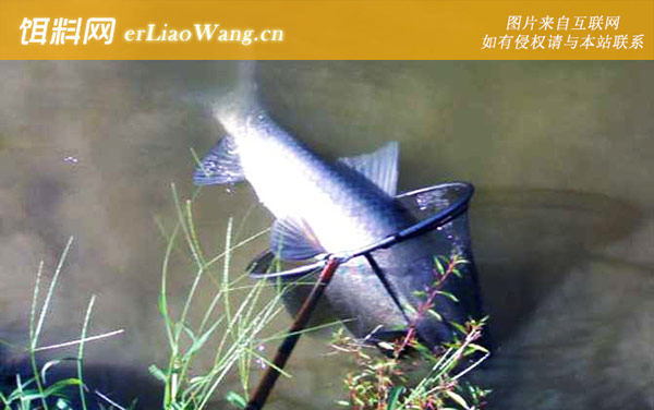 钓青鱼:作钓技巧