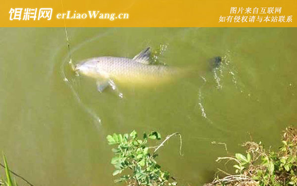 钓青鱼:打窝技巧