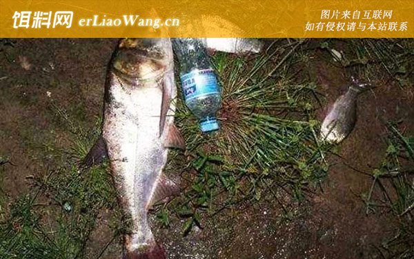 鲢鳙的生活规律及温度-摄食习性