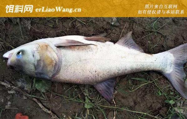 鲢鳙鱼:食物习性