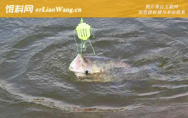 钓鲢鳙:摄食习性