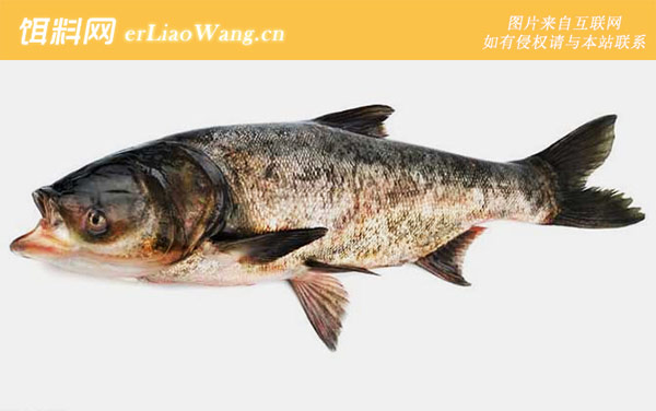 钓鲢鳙:常用饵料